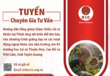 Tuyển Tư Vấn