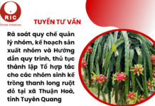 Tuyển tư vấn: Rà soát quy chế quản lý nhóm, kế hoạch sản xuất nhóm và Hướng dẫn quy trình, thủ tục thành lập Tổ hợp tác cho các nhóm sinh kế trồng thanh long ruột đỏ tại xã Thuận Hoà, tỉnh Tuyên Quang