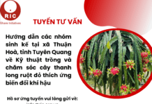 Tuyển tư vấn: Hướng dẫn các nhóm sinh kế tại xã Thuận Hoà, tỉnh Tuyên Quang về Kỹ thuật trồng và chăm sóc cây thanh long ruột đỏ thích ứng biến đổi khí hậu