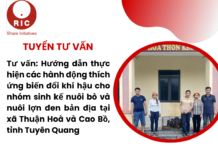 Tư vấn: Hướng dẫn thực hiện các hành động thích ứng biến đổi khí hậu cho nhóm sinh kế nuôi bò và nuôi lợn đen bản địa tại xã Thuận Hoà và Cao Bồ, tỉnh Tuyên Quang