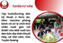 Tuyển Tư vấn: Tập huấn/hướng dẫn kỹ thuật ủ thức ăn, tiêm vaccine phòng bệnh và xử lý chất thải chăn nuôi gắn với bảo vệ môi trường cho nhóm sinh kế nuôi lợn đen bản địa thôn Khuổi Hóp, xã Việt Lâm, tỉnh Tuyên Quang