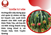 Tuyển tư vấn: Hướng dẫn xây dựng quy chế quản lý nhóm và lập kế hoạch sản xuất kinh doanh cho Nhóm sinh kế nuôi gà thôn Thác Tậu, xã Cao Bồ và Nhóm sinh kế trồng thanh long thôn Lũng Khoẻ A, xã Thuận Hoà, tỉnh Tuyên Quang